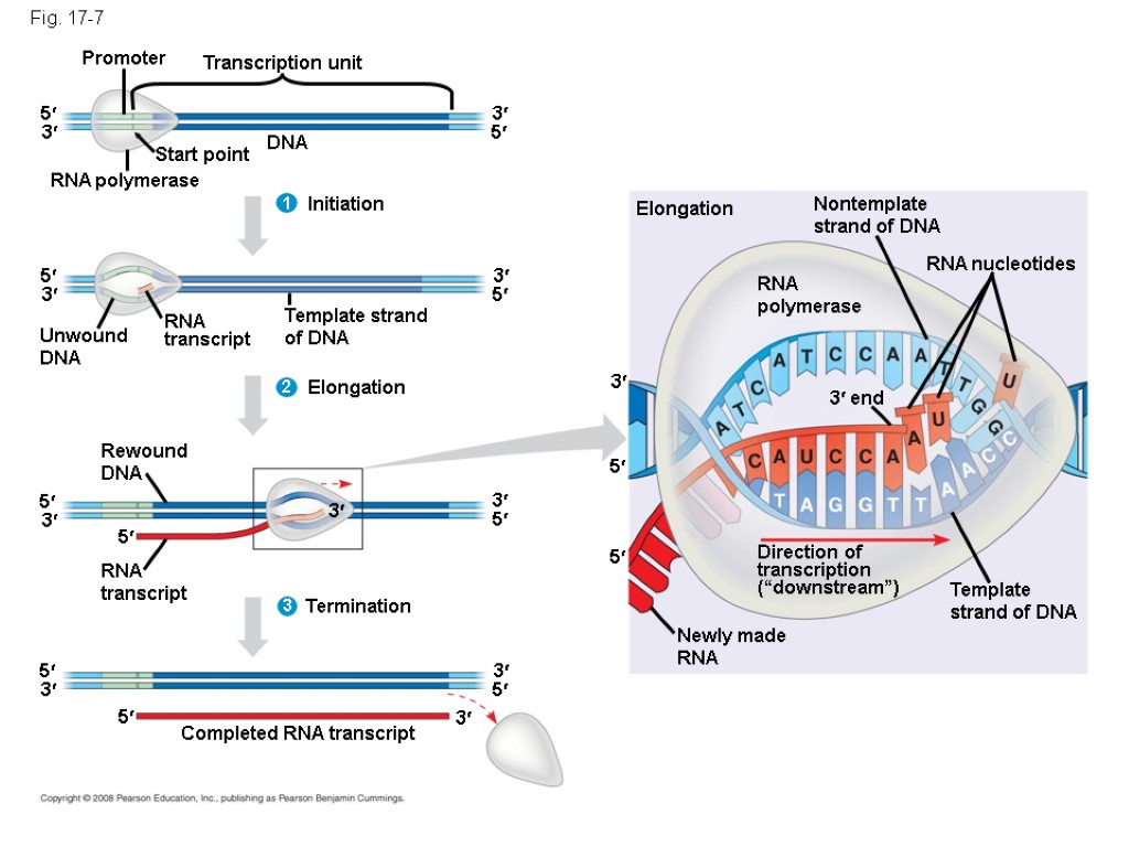 Fig. 17-7 Promoter Transcription unit Start point DNA RNA polymerase 5 5 3 3